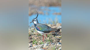 Der Kiebitz ist einer der bekanntesten Wiesenv&ouml;gel und ist in seinem Bestand stark gef&auml;hrdet.