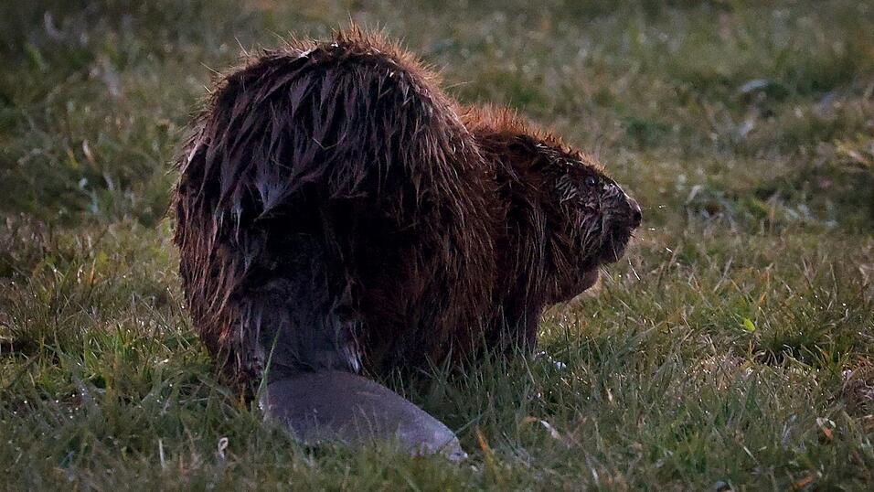 Der Unbekannte schlug vergangene Woche zu. (Symbolbild) Der Unbekannte schlug vergangene Woche zu. (Symbolbild)