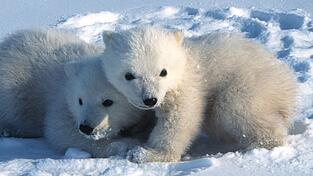 Junge Eisbären in Spitzbergen verlassen um den 9. März herum erstmals ihre Geburtshöhlen.