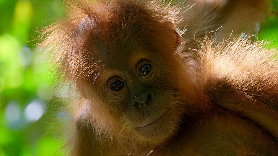Zu den bedrohten Arten mit schwindendem Lebensraum zählen auch die Orang-Utans.