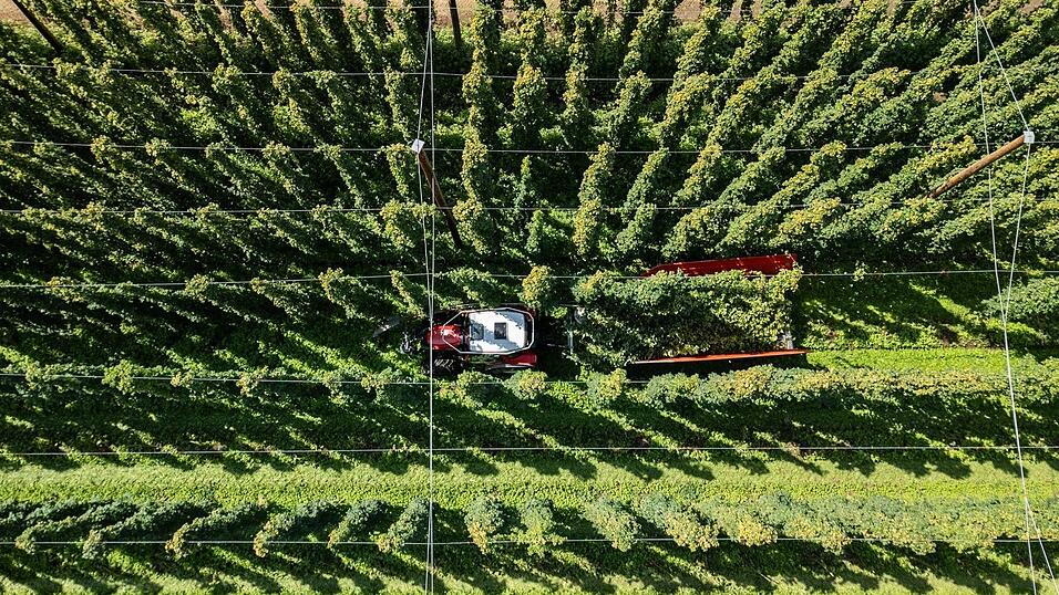 Hopfenernte in der baden-württembergischen Anbauregion Tettnang. (Symbolbild) Hopfenernte in der baden-württembergischen Anbauregion Tettnang. (Symbolbild)