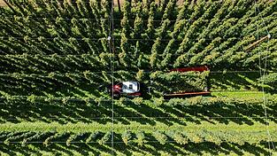 Hopfenernte in der baden-württembergischen Anbauregion Tettnang. (Symbolbild) Hopfenernte in der baden-württembergischen Anbauregion Tettnang. (Symbolbild)