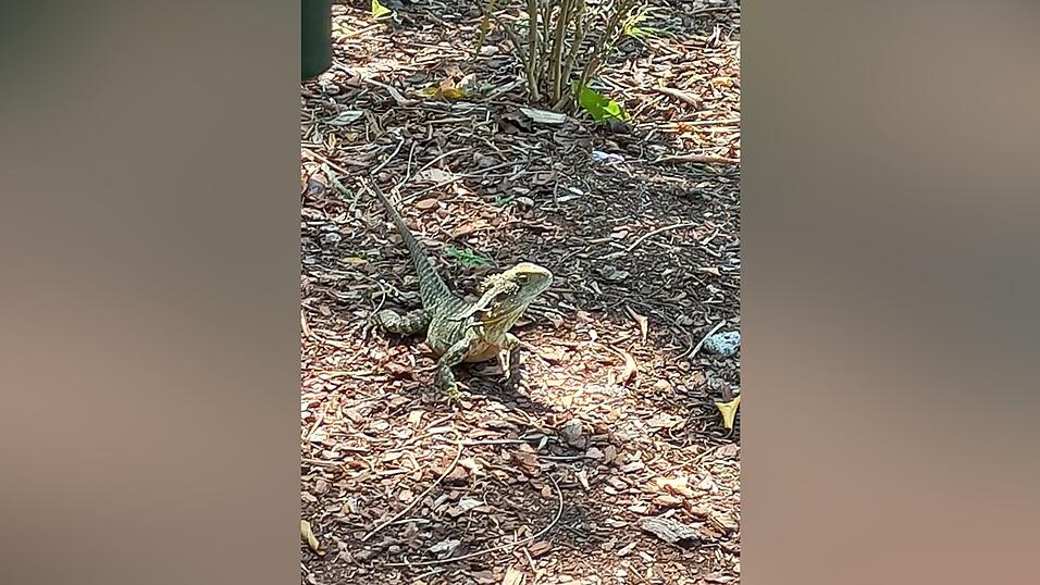 Nach Sunshine Coast ging es für mich in die Großstadt Brisbane.