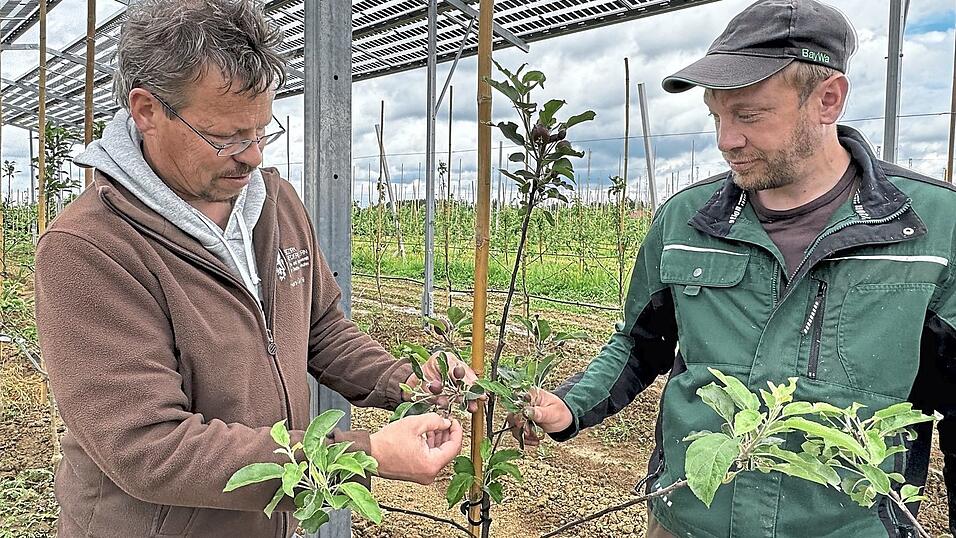 Hans G&ouml;ding (l.) und Stefan Zehentbauer wollen auf ihrem Lehr- und Beispielbetrieb herausfinden, wie sich Apfelsorten unter PV-Anlagen entwickeln.