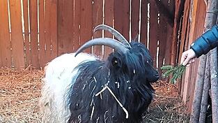 So sieht ein Walliser Ziegenbock aus. Seine Hörner können bis zu 80 Zentimeter lang werden.