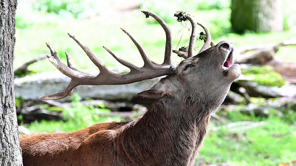Ein röhrender Hirsch erschreckte einen Wanderer. (Symbolbild) Ein röhrender Hirsch erschreckte einen Wanderer. (Symbolbild)