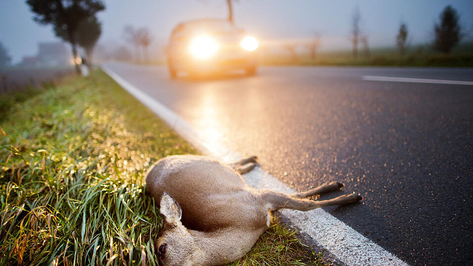 Nach einem Wildunfall im Landkreis Cham wurde das angefahrene Reh von zwei Unbekannten mitgenommen, die offenbar gar keine Berechtigung daf&uuml;r hatten. (Symbolbild)