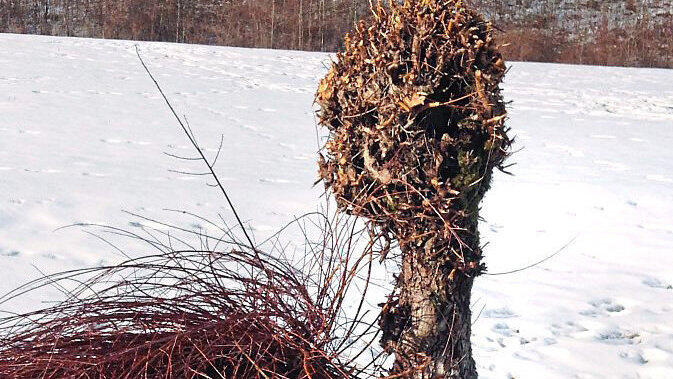 Nach dem Schnitt ist der Kopf erst mal kahl.
