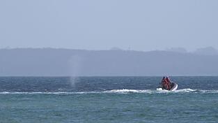 Der zeitweise vor Timmendorfer Strand gestrandete Buckelwal sorgte auch davor schon f&uuml;r Schlagzeilen.