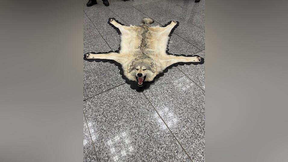 Der Zoll am Frankfurter Flughafen entdeckte ein Wolfsfell im Gepäck eines Reisenden. (Handout)
