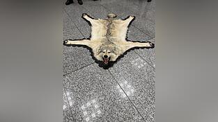 Der Zoll am Frankfurter Flughafen entdeckte ein Wolfsfell im Gepäck eines Reisenden. (Handout)