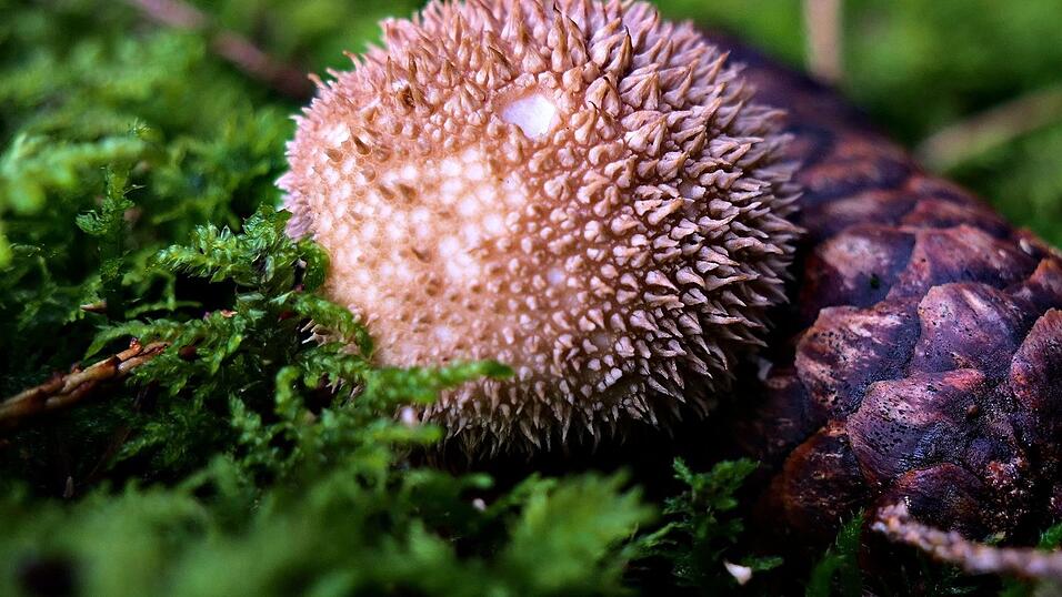 Diesen schönen Pilz hat Rolf Asbach bei seinen Spaziergängen im Wald bei Frontenhausen fotografiert. Diesen schönen Pilz hat Rolf Asbach bei seinen Spaziergängen im Wald bei Frontenhausen fotografiert.