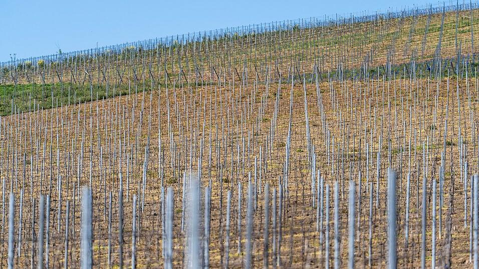 Die gesamte Rebfläche in Deutschland wird kleiner. (Symbolbild) Die gesamte Rebfläche in Deutschland wird kleiner. (Symbolbild)