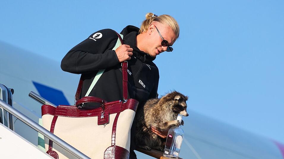 Erling Haaland und sein Waschb&auml;r.