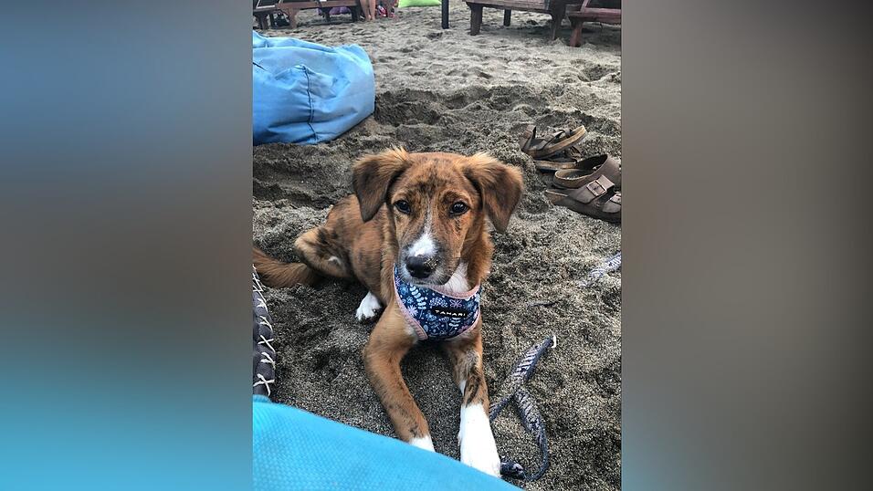 Hund Sammy ist am Flughafen München ausgebüxt. Hund Sammy ist am Flughafen München ausgebüxt.