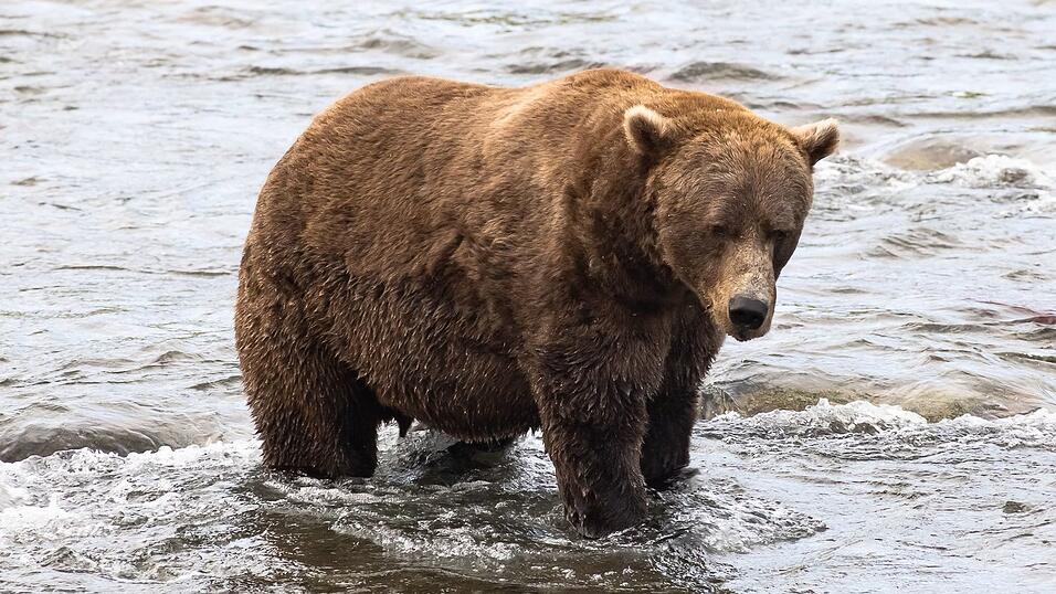 Braunbär Nr. 856 muss sich in der Endrunde mit dem zweiten Platz begnügen. (Handout)