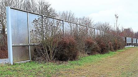Eine kleine Buschreihe hinter einer Lärmschutzwand in Dingolfing wurde als Ausgleichsfläche deklariert. Der ökologische Nutzen dieser Maßnahme ist fraglich.