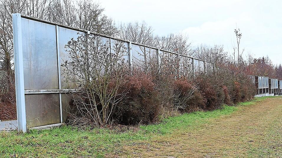 Eine kleine Buschreihe hinter einer Lärmschutzwand in Dingolfing wurde als Ausgleichsfläche deklariert. Der ökologische Nutzen dieser Maßnahme ist fraglich.