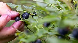 Die Wildfrucht aus dem Wald ist deutlich aromatischer als die gezüchtete Kulturheidelbeere.
