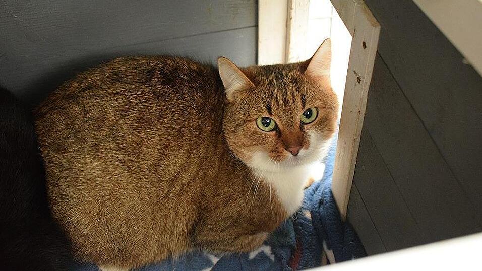 Auch zahlreiche Katzen suchen ein Zuhause.