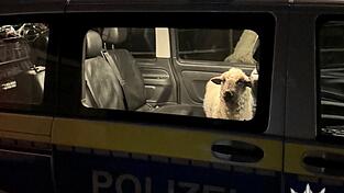Die Polizei sperrt das entlaufene Schaf in den Streifenwagen.
