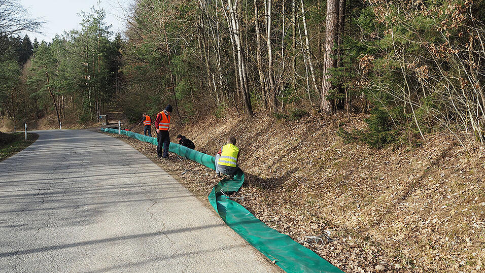 Der Krötenzaun - 400 Meter lang - rettet jährlich vielen Kröten das Leben.
