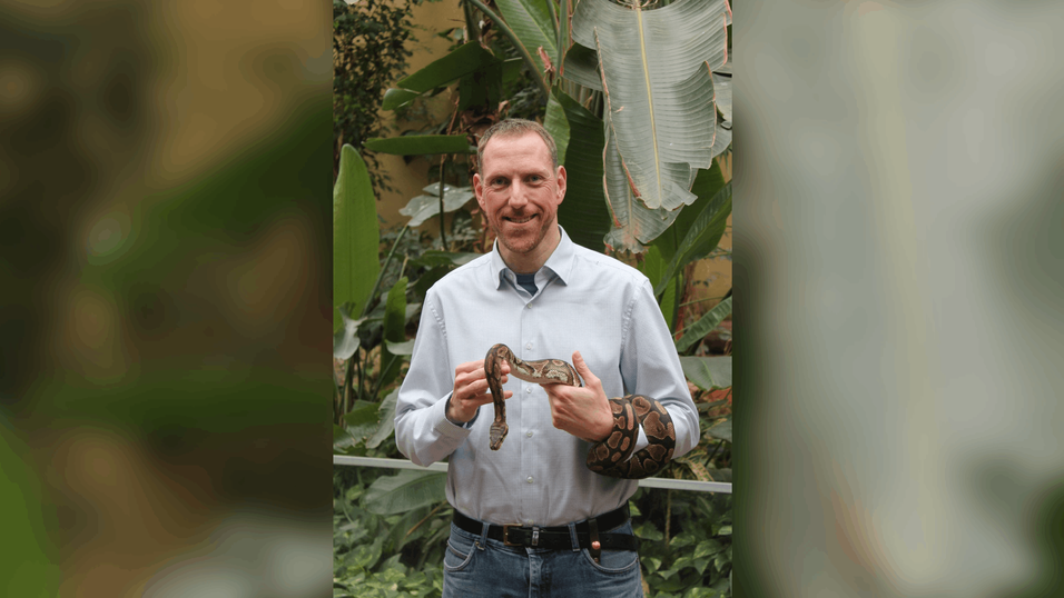 Dr. Michel Delling mit einem Königspython aus dem Tiergarten. Dr. Michel Delling mit einem Königspython aus dem Tiergarten.