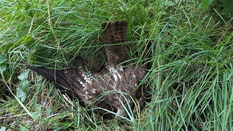 Mehrere tote V&ouml;gel, unter anderem ein Rotmilan, wurde im Juli 2025 bei Simbach gefunden. Ermittlungen haben ergeben, dass sie durch das Gift Carbofuran umgekommen sind. (Archivfoto)