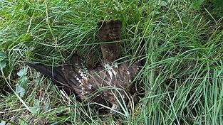 Mehrere tote V&ouml;gel, unter anderem ein Rotmilan, wurde im Juli 2025 bei Simbach gefunden. Ermittlungen haben ergeben, dass sie durch das Gift Carbofuran umgekommen sind. (Archivfoto)