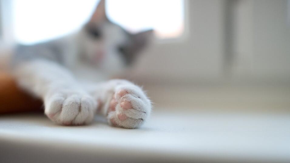 Tierdrama am Samstag in Ortenburg (Kreis Passau): Vor den Augen ihrer Besitzerin wurde dort eine Katze getötet. (Symbolbild) Tierdrama am Samstag in Ortenburg (Kreis Passau): Vor den Augen ihrer Besitzerin wurde dort eine Katze getötet. (Symbolbild)