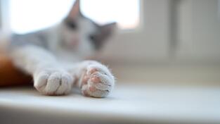 Tierdrama am Samstag in Ortenburg (Kreis Passau): Vor den Augen ihrer Besitzerin wurde dort eine Katze getötet. (Symbolbild)