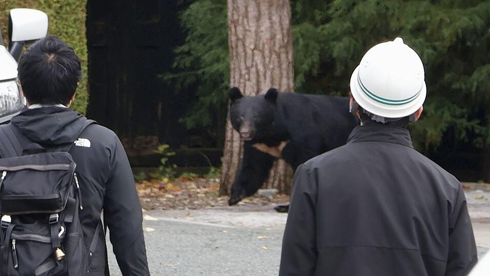 In Japan kommt es seit Jahren vermehrt zu gef&auml;hrlichen Begegnungen zwischen B&auml;ren und Menschen. So wie hier in der Pr&auml;fektur Iwate. In Fukushima hat nun ein Schwarzb&auml;r mehrere Menschen angegriffen. (Archivbild)