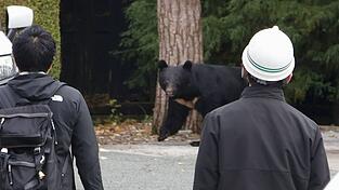 In Japan kommt es seit Jahren vermehrt zu gef&auml;hrlichen Begegnungen zwischen B&auml;ren und Menschen. So wie hier in der Pr&auml;fektur Iwate. In Fukushima hat nun ein Schwarzb&auml;r mehrere Menschen angegriffen. (Archivbild)