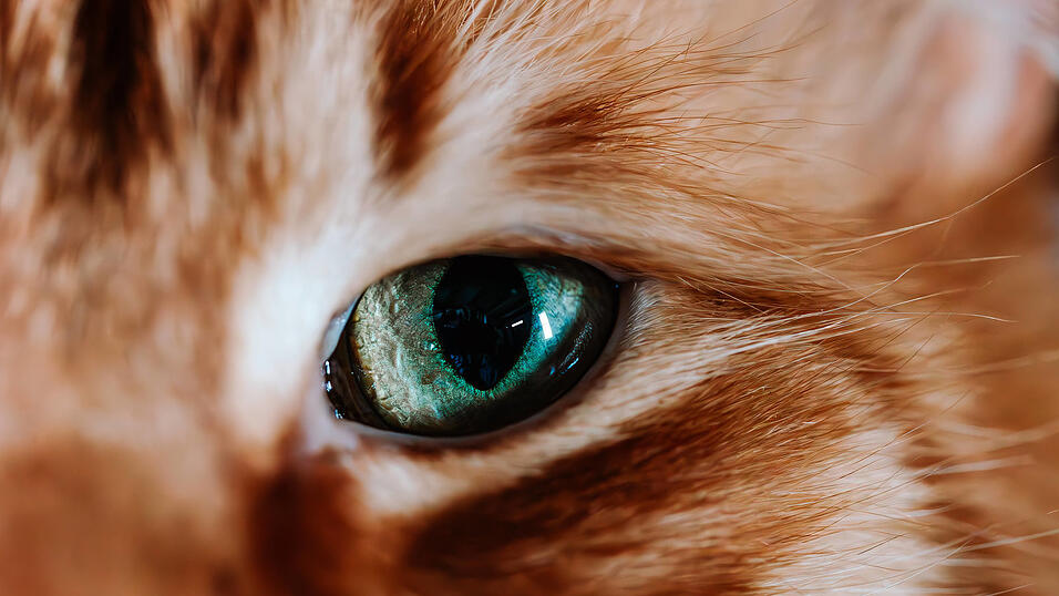Das Auge einer gesunden Katze. Völlig verklebt waren hingegen die Augen der Katzen einer 64-Jährigen aus dem südlichen Landkreis. Sie musste sich nun vor Gericht wegen der quälerischen Misshandlung von Wirbeltieren durch Unterlassen verantworten.
