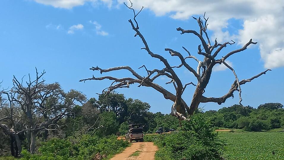 Fotos von Katis Safari im Yala-Nationalpark. Dabei sah die Weltreisende viele wilde Tiere, war aber von vielen anderen Fahrzeugen umgeben.