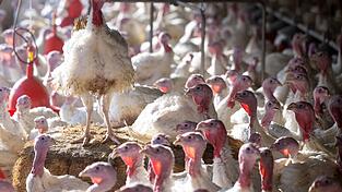 Durch die Massentierhaltung werden teils Tausende Tiere auf kleinem Raum gehalten.