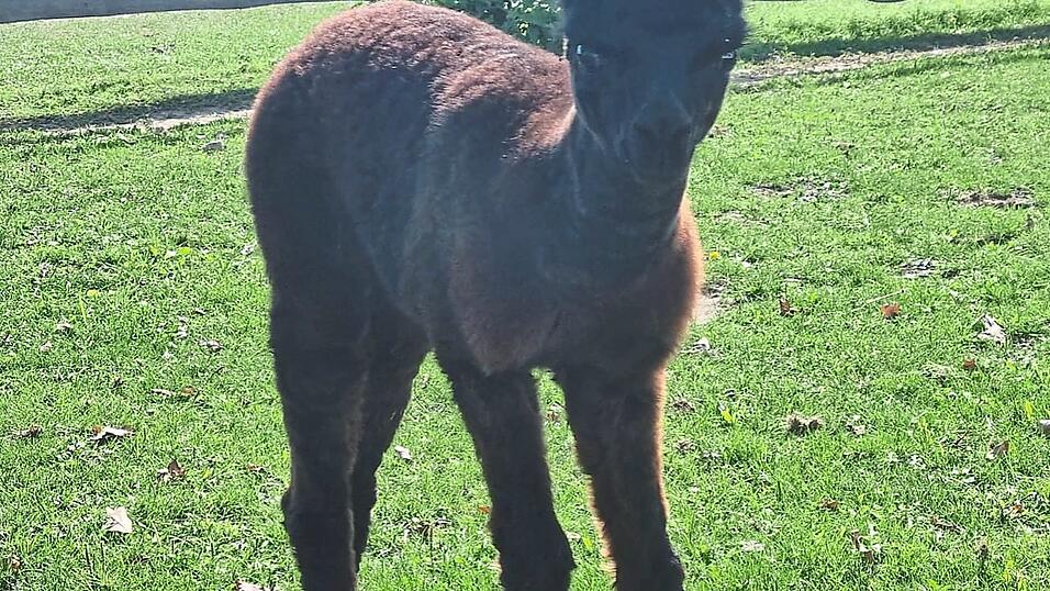 Monika, das j&uuml;ngste Alpaka, wartet auf ein Geschwisterchen.