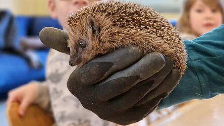 Igelbaby Kim passt grade noch so in eine Menschenhand.