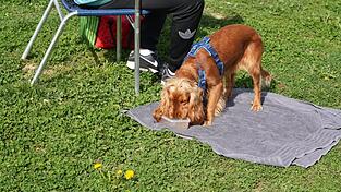 Für den Lieblings-Vierbeiner wollen Hundebesitzer in der Regel nur das Beste. Umso wichtiger ist die Wahl des passenden Trainers.