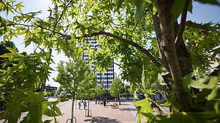 Stadtb&auml;ume helfen, an hei&szlig;en Tagen f&uuml;r etwas K&uuml;hlung zu sorgen. (Symbolbild)