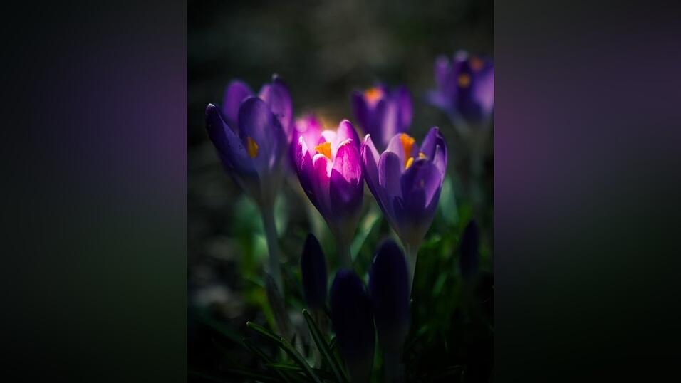 Auch in Landau freuen sich die Blumen auf die ersten Sonnenstrahlen und die wärmeren Temperaturen. Vielen Dank an unseren Leser Charly Becherer für dieses Bild!
