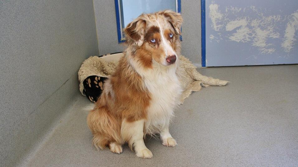 H&uuml;ndin Mayla wohnt derzeit in einer Tierpension. Fotos: K&ouml;gel)