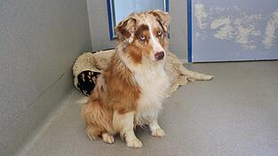 H&uuml;ndin Mayla wohnt derzeit in einer Tierpension. Fotos: K&ouml;gel)