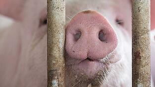 In Bayern gibt es mehr Schweine als vor einem Jahr. (Archivbild) In Bayern gibt es mehr Schweine als vor einem Jahr. (Archivbild)