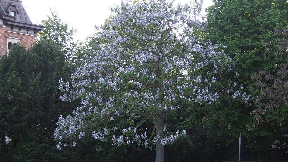 Die Blüten gaben ihm seinen Namen: der Blauglockenbaum. Die Blüten gaben ihm seinen Namen: der Blauglockenbaum.