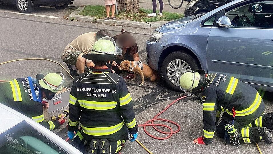 Mit einem Hebekissen holte die Feuerwehr Hündin Cookie unter dem Auto hervor. Mit einem Hebekissen holte die Feuerwehr Hündin Cookie unter dem Auto hervor.