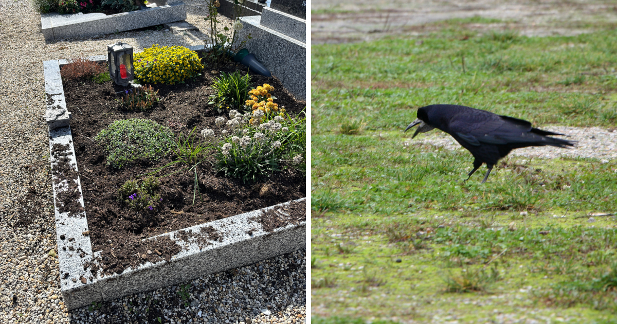Saatkrähen verwüsten Gräber auf dem Alten Friedhof in Straubing