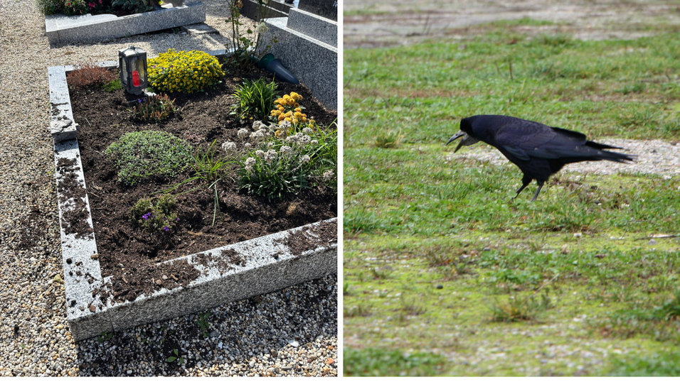 So sieht ein Grab am Alten Friedhof in Straubing aus, in dem eine Saatkrähe nach Futter gesucht hat. So sieht ein Grab am Alten Friedhof in Straubing aus, in dem eine Saatkrähe nach Futter gesucht hat.