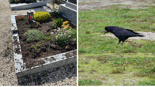 So sieht ein Grab am Alten Friedhof in Straubing aus, in dem eine Saatkrähe nach Futter gesucht hat. So sieht ein Grab am Alten Friedhof in Straubing aus, in dem eine Saatkrähe nach Futter gesucht hat.