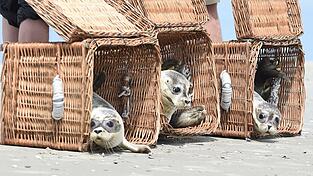 Kisten mit den ersten drei Seehunden die in diesem Jahr ausgewildert werden sollen, werden am 28.07.2015 auf dem Strand der ostfriesischen Insel Juist (Niedersachsen) geöffnet, um die Tiere in die Freiheit zu entlassen. In der Seehundstation in Norden haben in diesem Jahr besonders viele Heuler überlebt. Kisten mit den ersten drei Seehunden die in diesem Jahr ausgewildert werden sollen, werden am 28.07.2015 auf dem Strand der ostfriesischen Insel Juist (Niedersachsen) geöffnet, um die Tiere in die Freiheit zu entlassen. In der Seehundstation in Norden haben in diesem Jahr besonders viele Heuler überlebt.